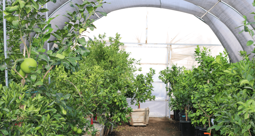 Green Spot Nursery Wickenburg Citrus Trees