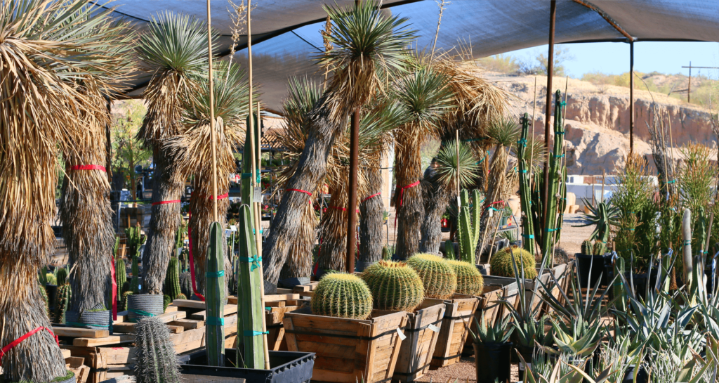 Green Spot Nursery Wickenburg Green Spot Joshua Trees