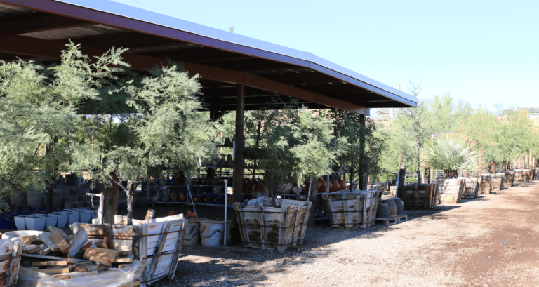 Green Spot Nursery Wickenburg Green Spot Trees4