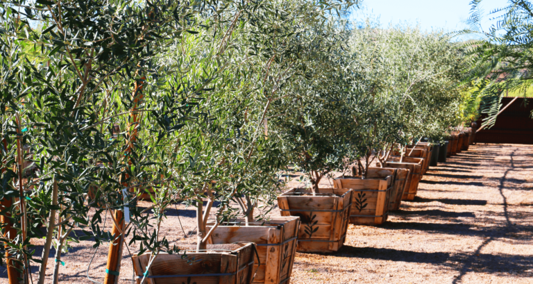 Green Spot Nursery Wickenburg Trees To The Left