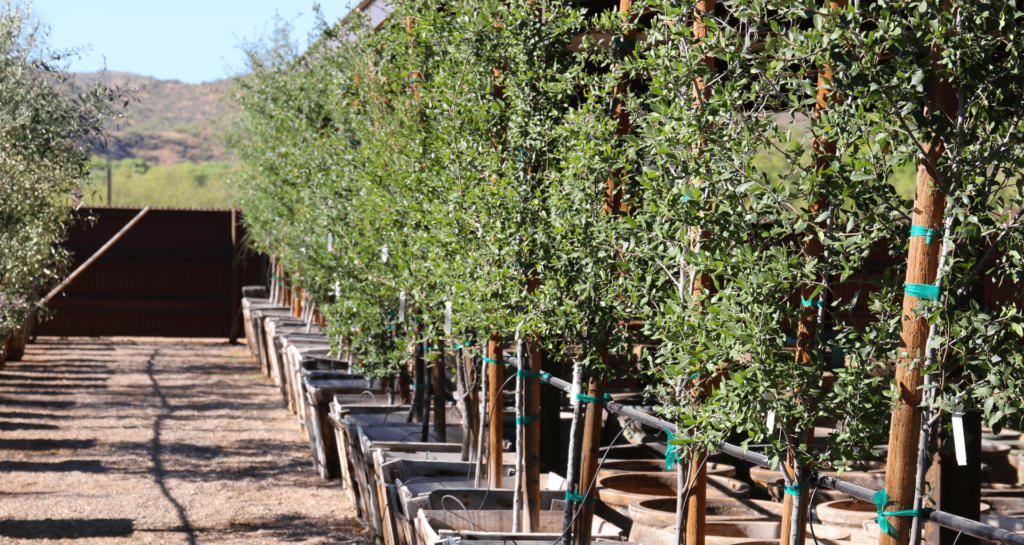 Green Spot Nursery Wickenburg Trees To The Right