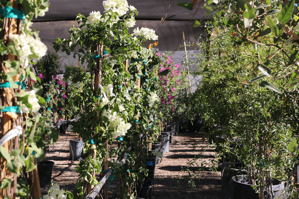 Green Spot Nursery Wickenburg Vines 2